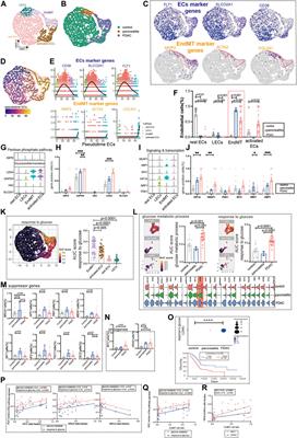 Single Cell Meta-Analysis of Endothelial to Mesenchymal Transition (EndMT) in Glucose Metabolism of the Digestive Diseases
